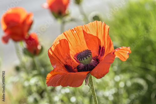 Fototapeta Naklejka Na Ścianę i Meble -  Mohnblumen