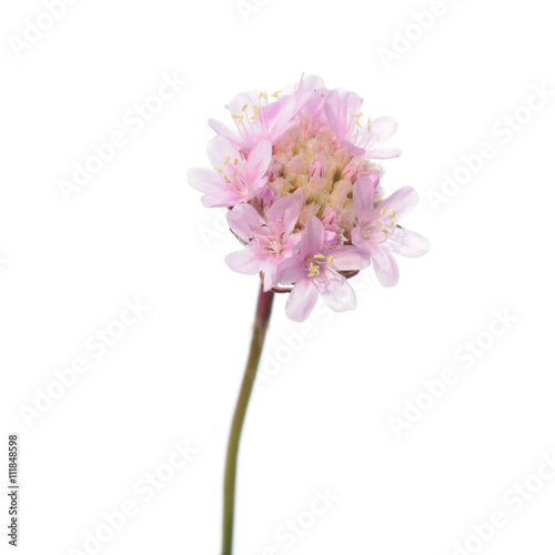 Sea thrift (Armeria maritima) pink flower isolated on white background