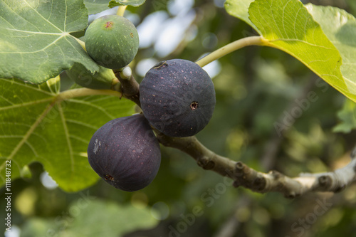 Higo negro