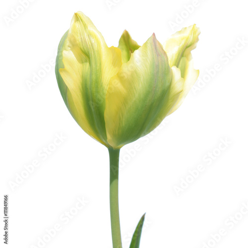 Viridiflora tulip isolated on white background photo