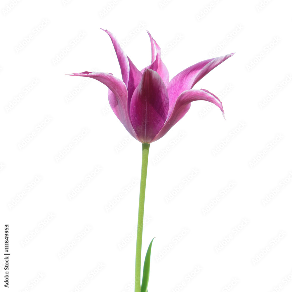 Purple Lilyflowering tulip isolated on white background