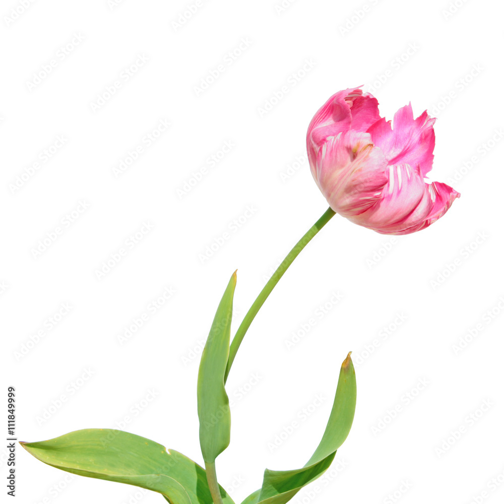 Pink Parrot tulip isolated on white background Pink Parrot tulip isolated on white background