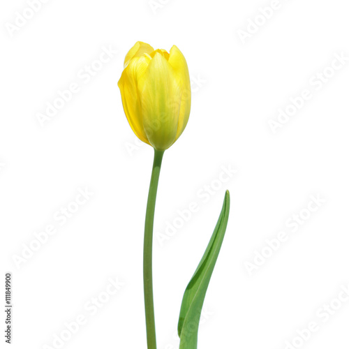 Yellow tulip isolated on white background