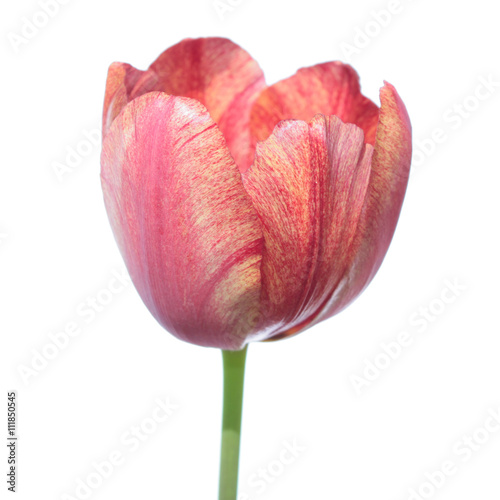 Orange tulip isolated on white background