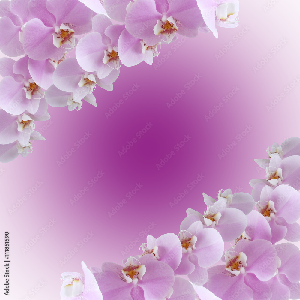 Delicate floral background. Orchids Delicate floral background. Orchids