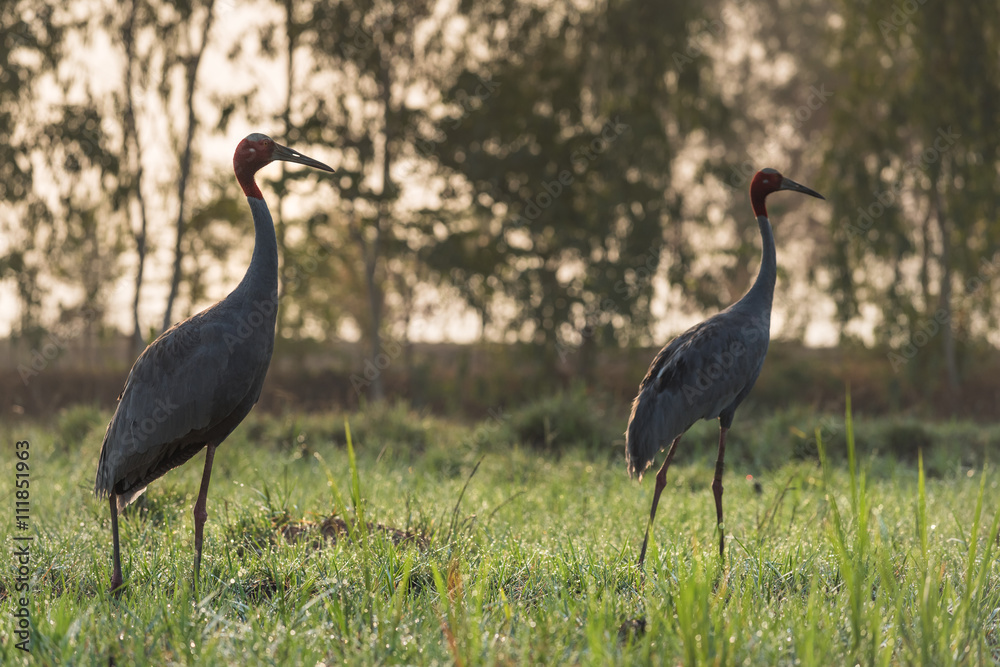 Obraz premium Sarus cranes in a green field