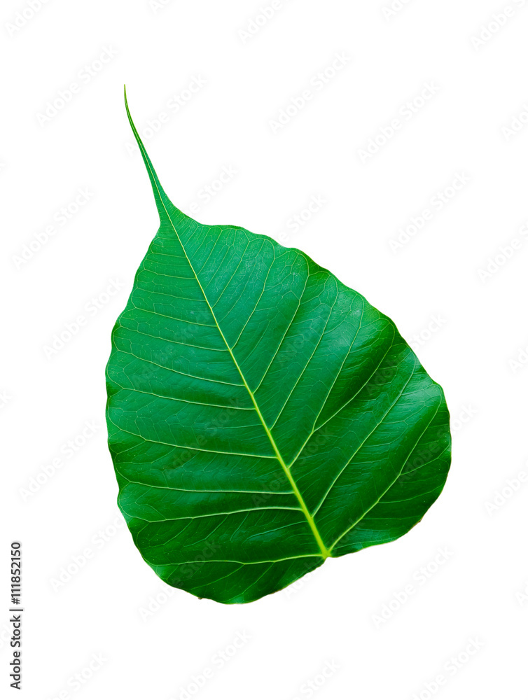 Obraz premium Bodhi Tree leaf isolated on white background.
