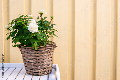 white roses growing in flowerpot before light yellow background, landscape.