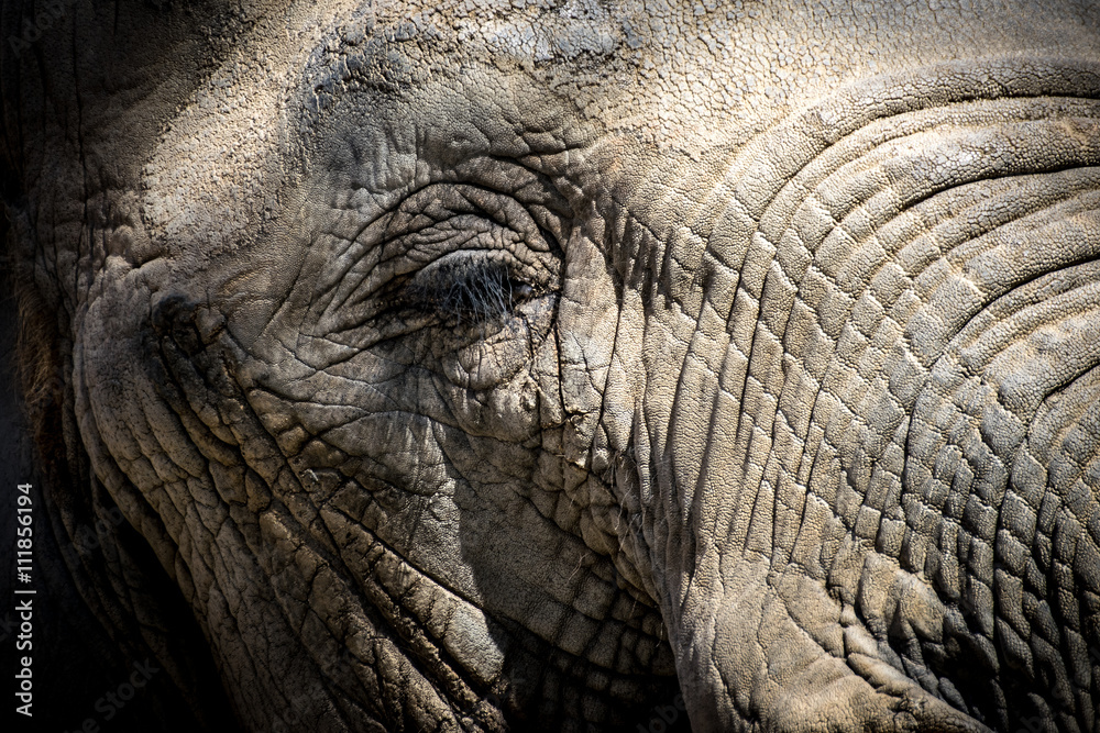 African elephant eye (Loxodonta africana) African elephant eye (Loxodonta africana)