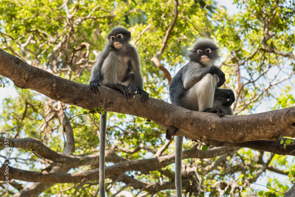 Dusky Leaf Monkey, Dusky langur, Spectacled langur