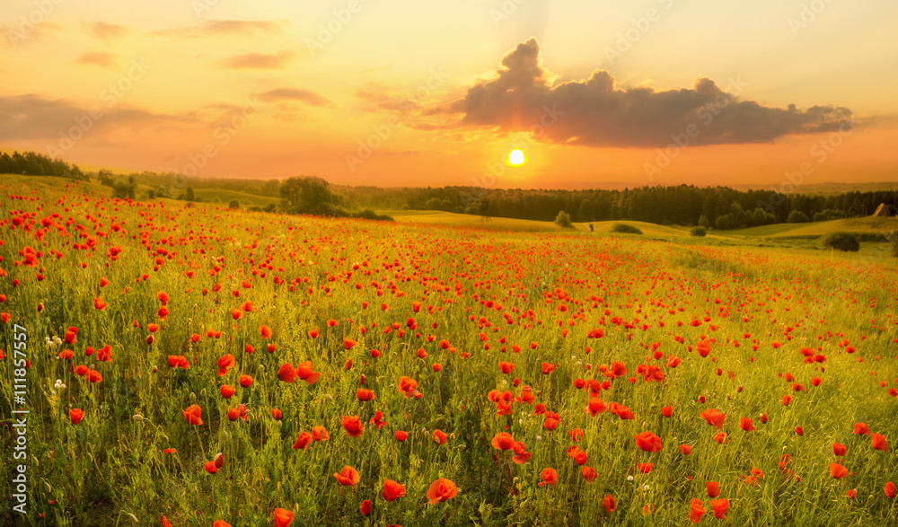 Obraz premium Maki polne-kwiaty