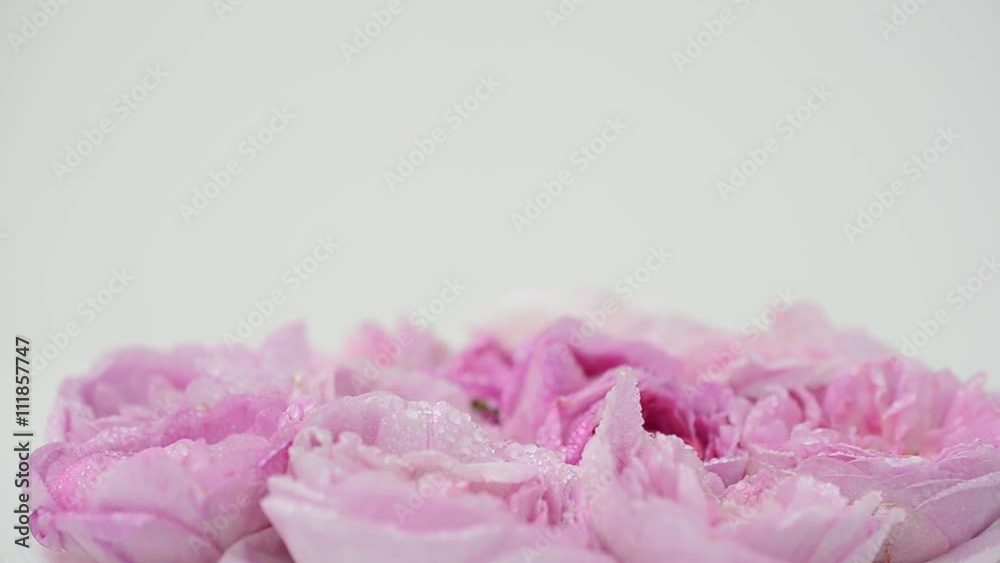 Tea rose on a white background. Tea rose on a white background.