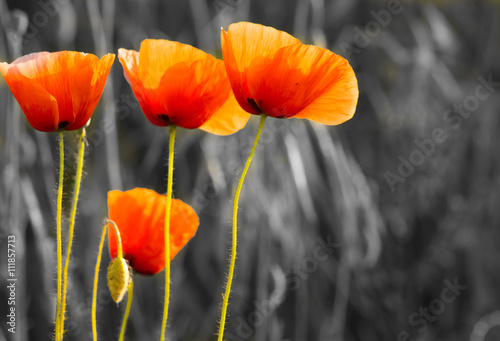 Maki polne-kwiaty,kolor selektywny