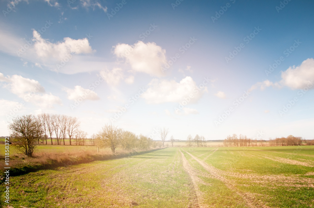 Fototapeta premium Field of green grain, trees and perfect sky