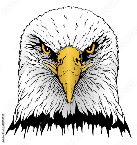 Eagle Head is an illustration of a hand drawn bald eagles head in color.