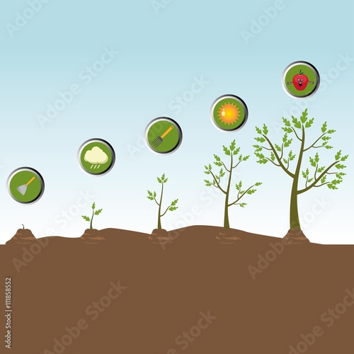 Tree life cycle: growing plant