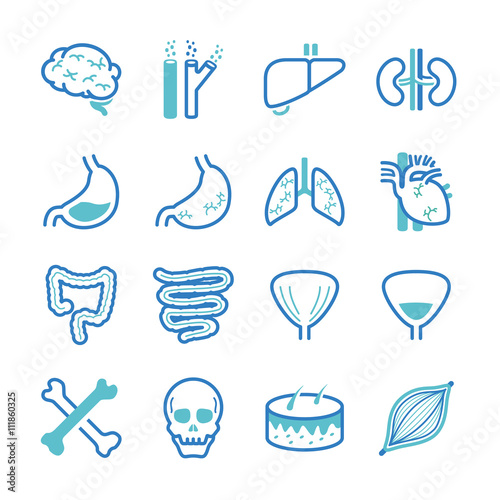 Human organ icons set