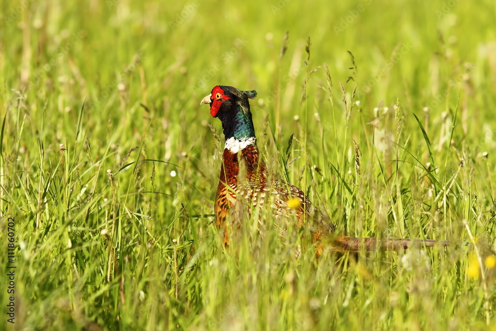 Fototapeta premium colorful common pheasant