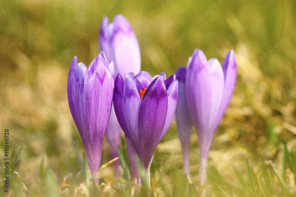 colorful wild crocuses