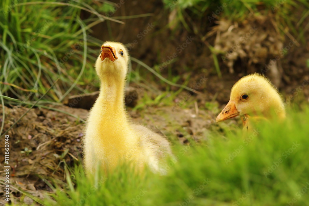 cute gosling