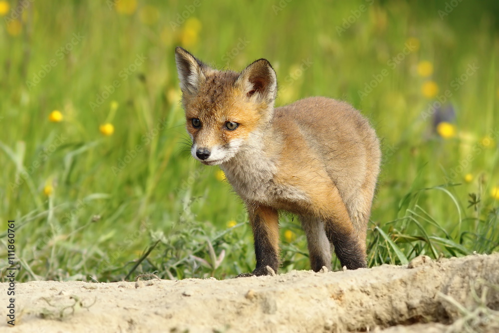 cute little fox cub