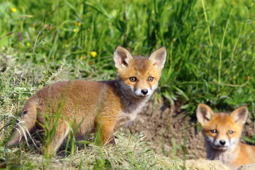 curious fox cub looking at the camera © taviphoto