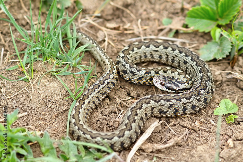 male Vipera ursinii rakosiensis on natural habitat male Vipera ursinii rakosiensis on natural habitat