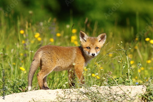 little fox near the den © taviphoto