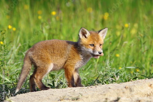 little red fox cub