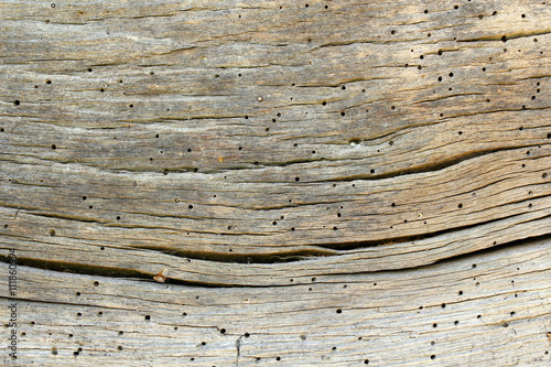 old oak wood showing insect attack photo