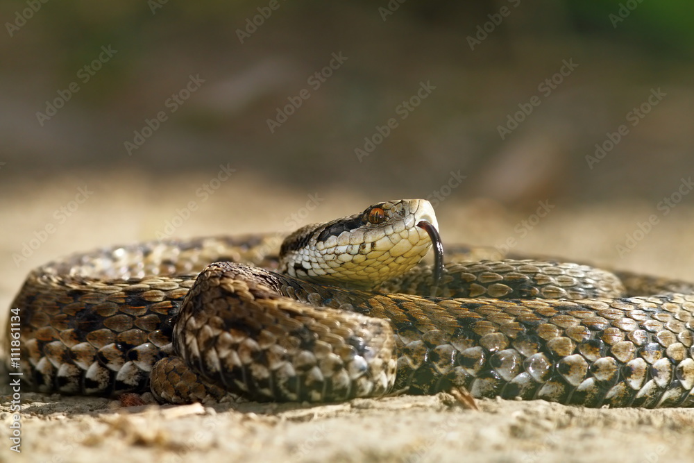 the rarest snake in europe the rarest snake in europe