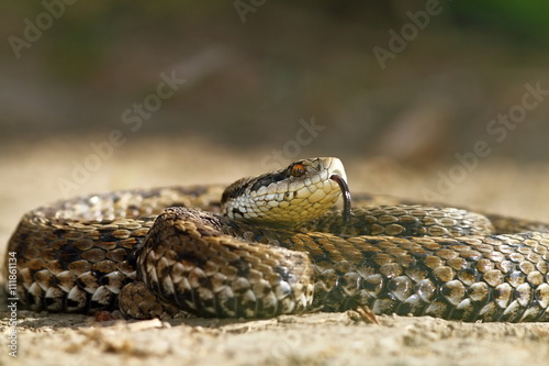 the rarest snake in europe