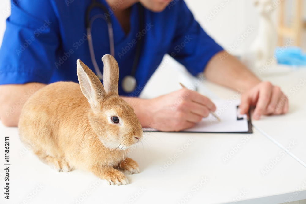 Obraz premium Cheerful vet is making notes about animal
