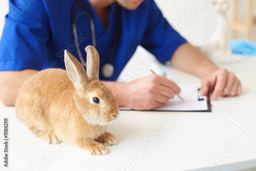 Cheerful vet is making notes about animal