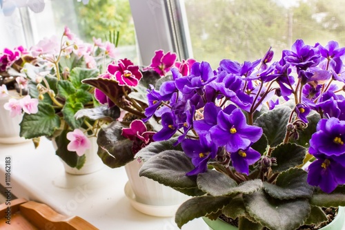 Beautiful violet in a pot on the windowsill