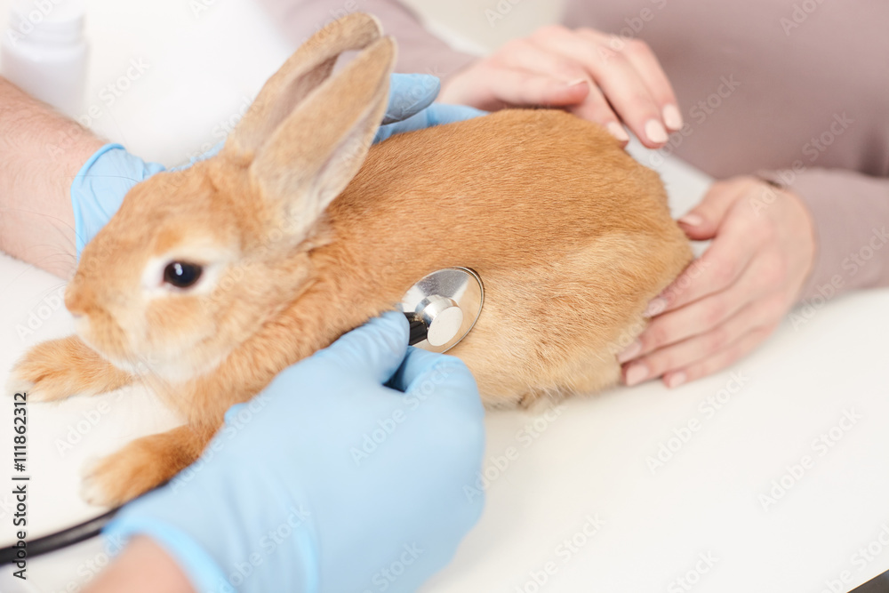 Fototapeta premium Skillful male vet is examining small animal