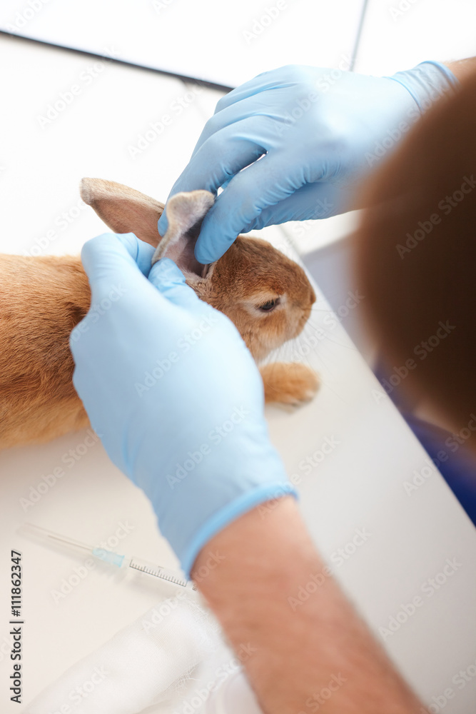 Fototapeta premium Skillful young veterinarian is analyzing pet state