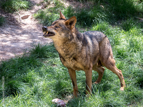 Adult male iberian wolf