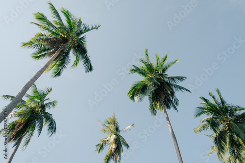 coconut palm tree on blue sky with vintage effect