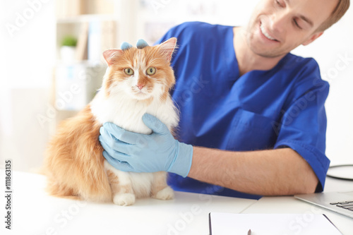 Skillful male veterinarian is examining the pet