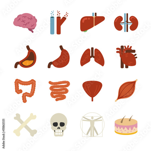 Stock Vector Illustration: Human organs