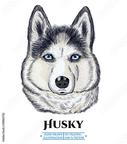 Husky dog realistic portrait, Siberian Husky, hand drawn animals
