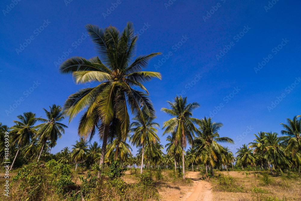 Coconut palm plantation with rural road Coconut palm plantation with rural road