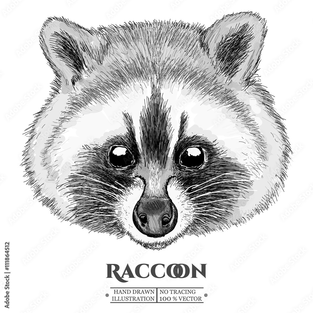 Raccoon realistic portrait hand drawn vector Stock Vector | Adobe Stock