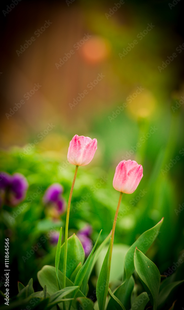 Fototapeta premium spring flowers