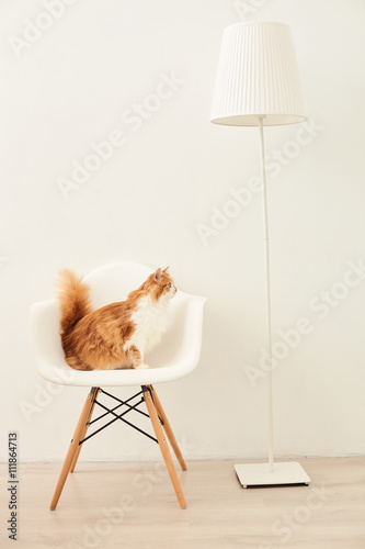 Fototapeta Naklejka Na Ścianę i Meble -  Pretty domestic pet playing in house