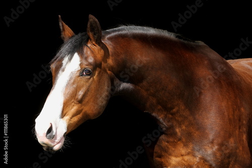 Brauner mit Blesse vor schwarzem Hintergrund