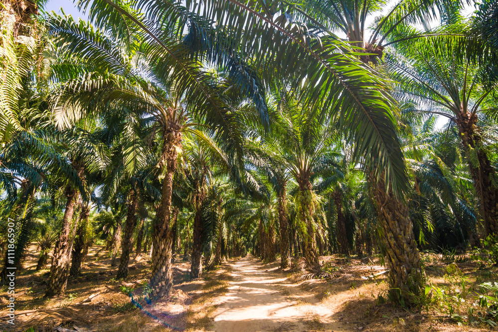 Oil Palm Plantation tree branches Oil Palm Plantation tree branches