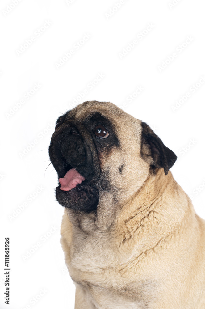 Obraz premium Pug sandy color portrait isolated on white