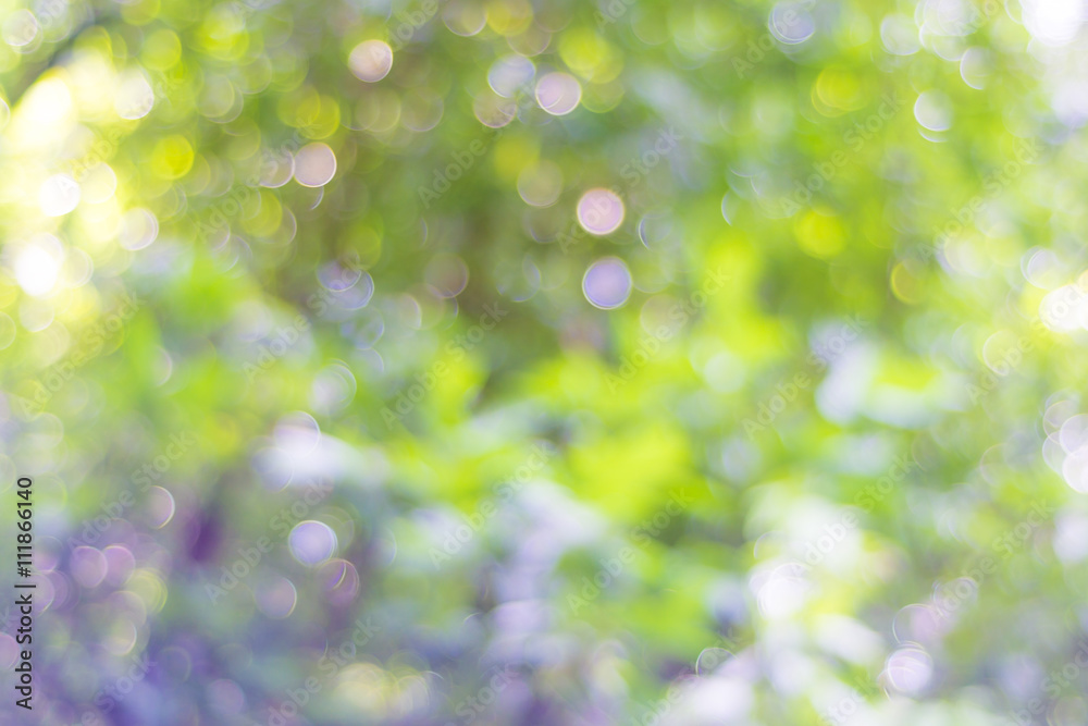 Obraz premium Natural blurred bokeh background leaf and tree from jungle.